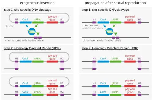 Molecular mechanism of gene drive.
