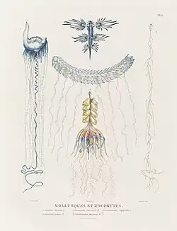 Molluscs and Zoophytes, Charles Alexandre Lesueur, from Voyage of Discovery to the Southern Lands, 1807