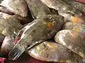 more molmol fish in Bohol, Philippines