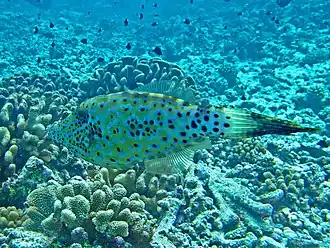 In French Polynesia