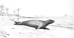 Monachus tropicalis