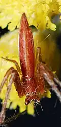 male