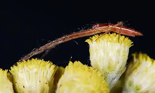 male