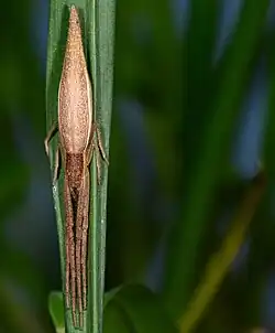 female M. austrinus