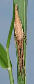 female