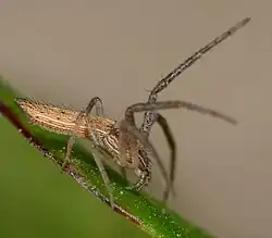 female