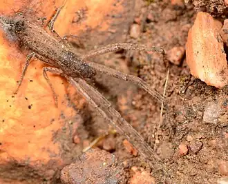 male M. quadrituberculatus