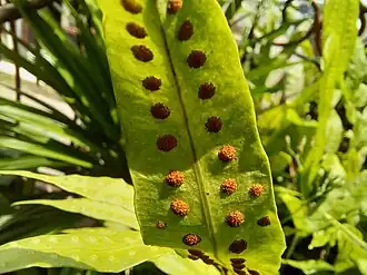 A fern sorus using 4:3 aspect ratio