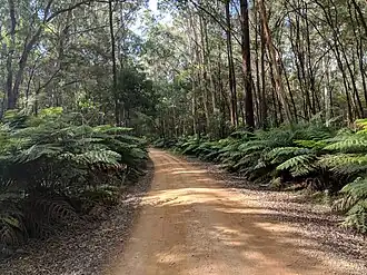 River Forest Road, connecting the more-recent settlement of Monga with the original settlement on the Kings Highway, in Monga National Park