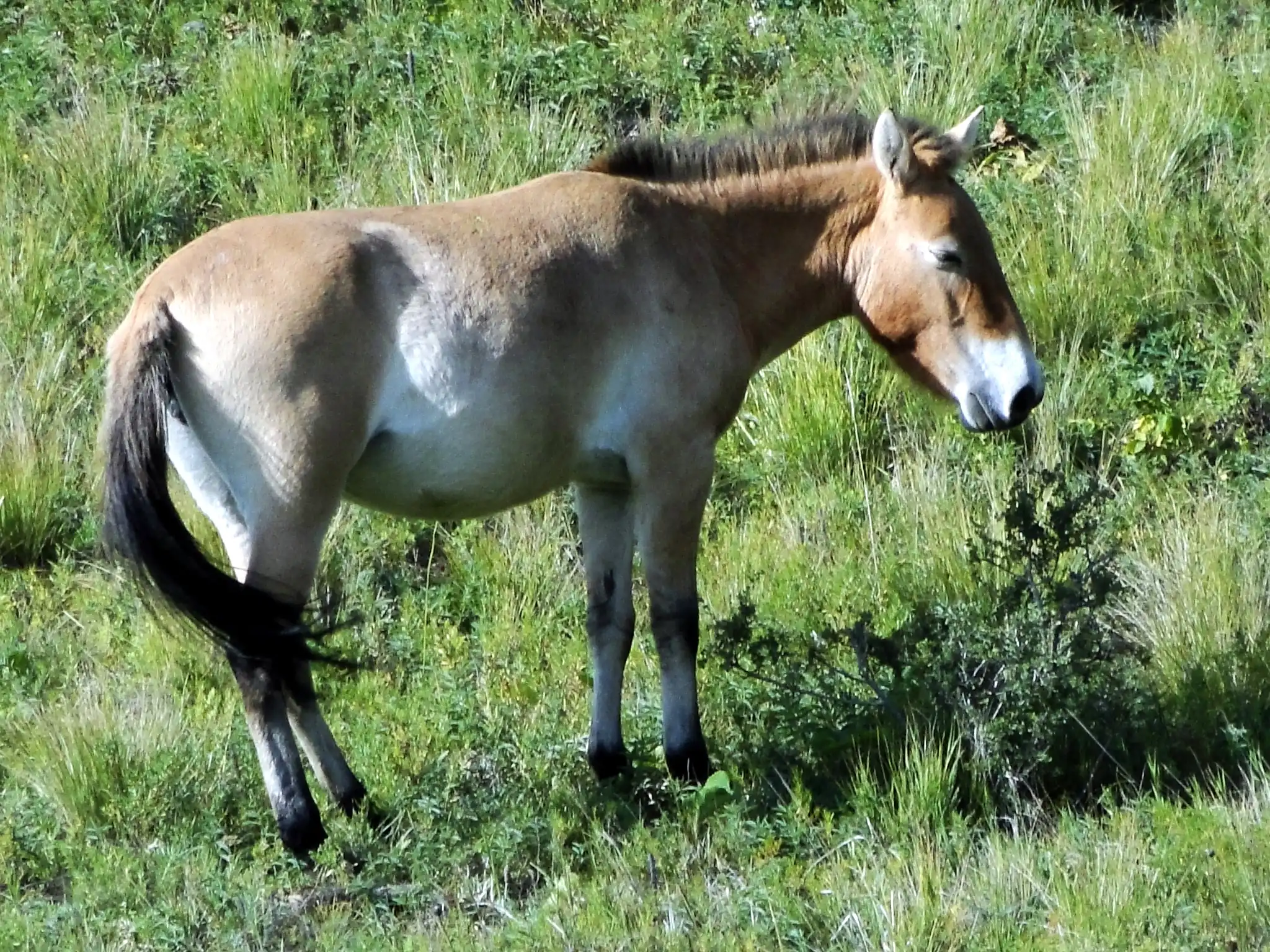Mongolian_Wild_Horse_(8368865828)