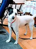 DNA sequencing showed this mongrel dog to be a mix of Labrador Retriever, Bull Mastiff, Chow Chow, Australian Cattle Dog, Corgi, and Pit Bull.