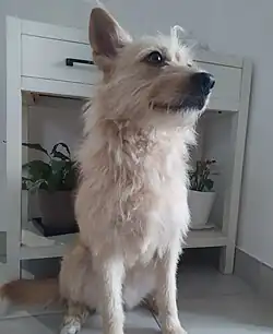 Spinone Italiano–German Shepherd mixed-breed dog