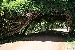 A canopy formed over lianas