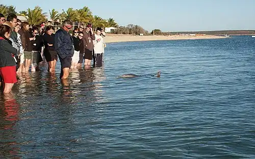 Monkey Mia dolphin feeding