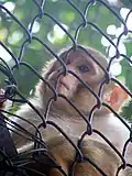 Monkey
