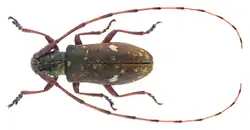 Photograph of the brownish beetle from above on a white background. The beetle is facing left and has long antennae extending around and beyond its body. Its abdomen contains two prominent pale spots.