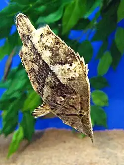 Amazon leaffish keeping still in its characteristic dead-leaf position