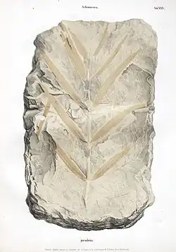 Sample from the Triassic Vosges mountains of France