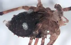 Mites attached to the underside of a Monoscutum