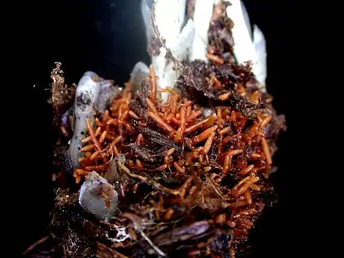 Haustoria