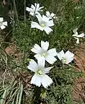 Monsonia attenuata
