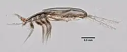 Monstrilla sp., lateral view