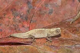 Montagne d'Ambre leaf chameleon, male