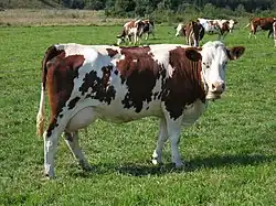 Montbéliarde.