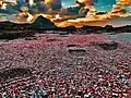 Coastline evoking Trapani’s coral tradition