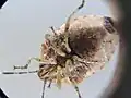 Underside