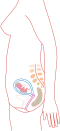 Relative size in 3rd month (simplified illustration)