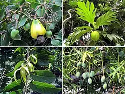Images clockwise from upper left: Cashew, Breadfruit, Mango, Ylang ylang.