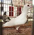 White Moravian Bagdad