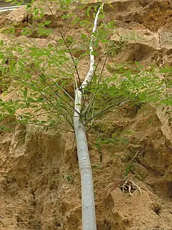 Moringa hildebrandtii (Hildebrandt's moringa)