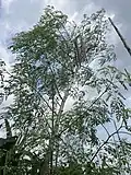 Moringa oleifera (Drumstick tree)