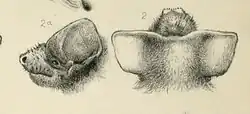 Drawing of bat head