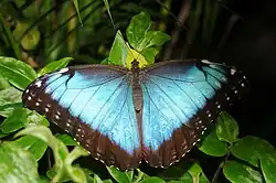 Dorsal view of M. peleides