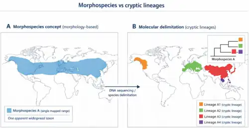Two-panel world map diagram: left shows one broad distribution for a morphospecies; right shows the same taxon split into several smaller, colour-coded regional ranges representing cryptic lineages revealed by DNA analyses