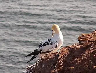 Sub adult