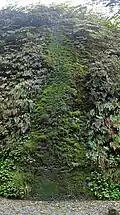 Moss cascades down the side of Fern Canyon where water trickles over the edge.