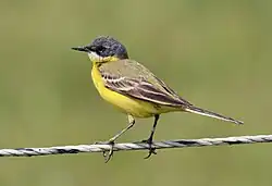Western yellow wagtail (subspecies Motacilla flava cinereocapilla), Nomadelfia