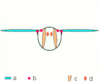 Indirect flight: muscles oscillate thorax. a: wings b: primary/secondary flight joints c: dorsoventral flight muscles d: longitudinal muscles