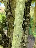 Recurved prickles