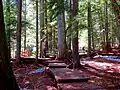 Giant Cedars Boardwalk Trail