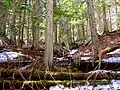 Giant Cedars Boardwalk Trail