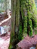 Giant Cedars Boardwalk Trail