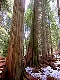 Giant Cedars Boardwalk Trail