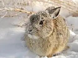 Rabbit in heavy snow, partially covered.