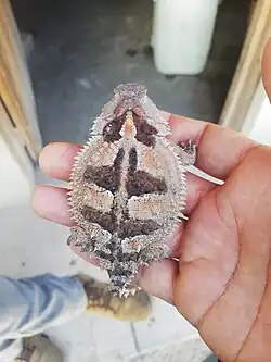 Showing size, at Sinaloa