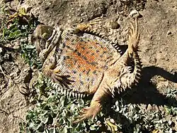 Showing underside, at Hidalgo